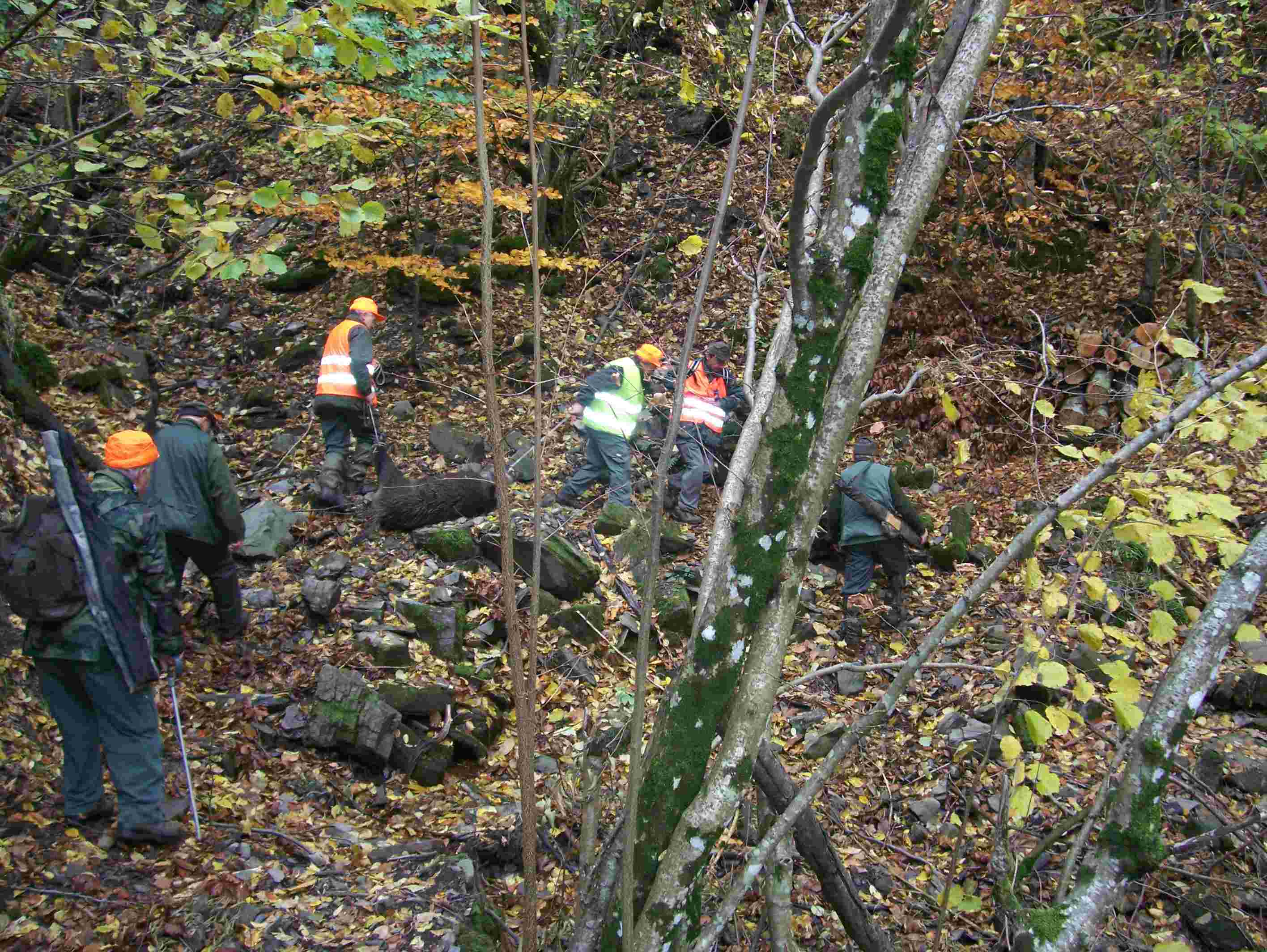  Image name: 41 Caccia.JPG 
 width: 2832 pixel 
 height: 2128 pixel 
 Size: 339664 bytes 
 Click to enlarge 